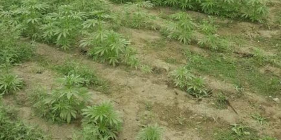 مكافحة المخدرات تواصل إبادة مزارع البانجو في جنوب سيناء‎