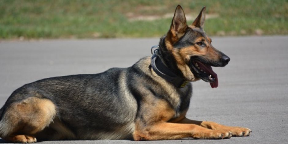 انتعاش بيزنس الكلاب في العالم بعد مشاركة «كلب» في عملية قتل «البغدادي»