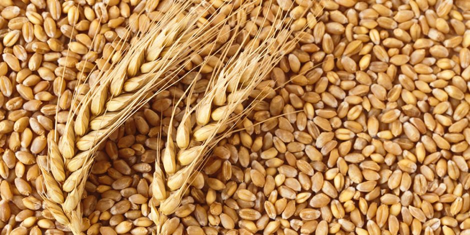 الهيئة العامه للسلع التموينية: شراء 175 ألف طن من القمح الرومانى والأوكرانى فى مناقصة