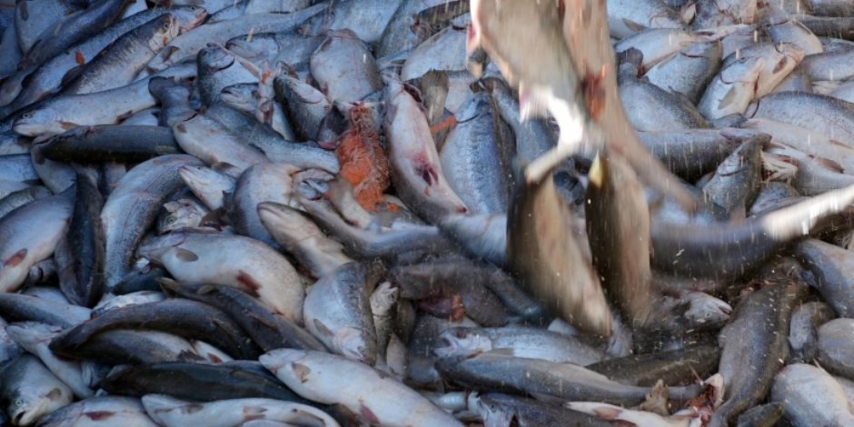 ضبط طن و315 كيلو أسماك مهربة من بحيرة السد العالي في أسوان