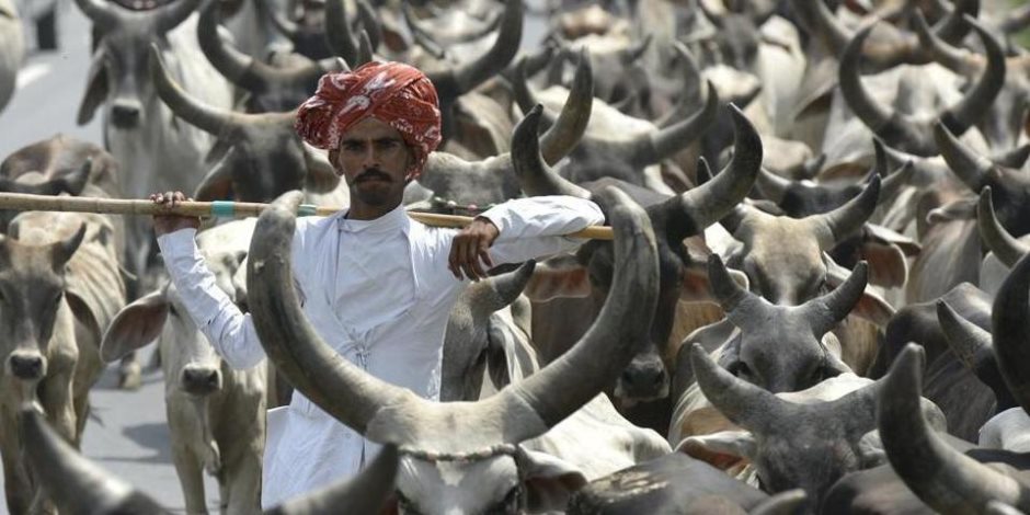 ولاية هندية تعتمد عقوبة لذبح الأبقار من 7 سنوات حتى السجن مدى الحياة