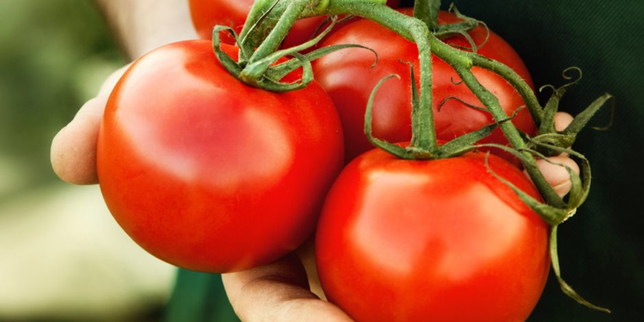 فوائد تناول الطماطم على صحة جسمك