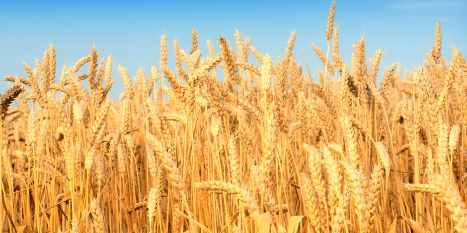 الحكومة تواصل استلام القمح من الفلاحين.. جمعت مليوني طن منذ منتصف أبريل الماضي 