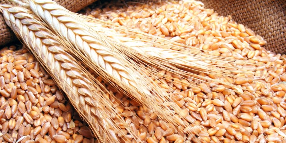 فاو: ارتفاع محصول القمح السوري 12% في 2017 إلى 1.8 مليون طن