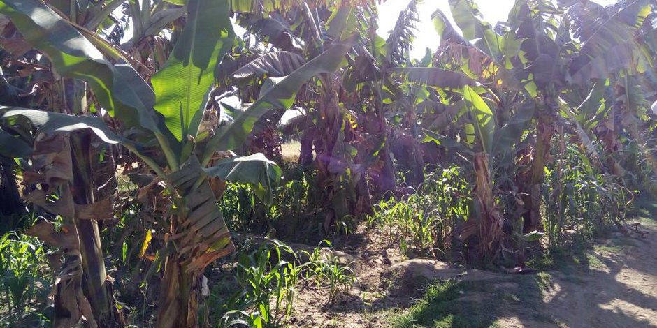 "منعا للإصابة بالأمراض".. إرشادات زراعة الموز في الأراضي الجديدة