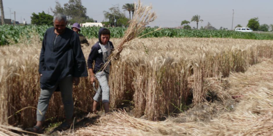 فرحة المزارعين بحصاد القمح (فيديو)