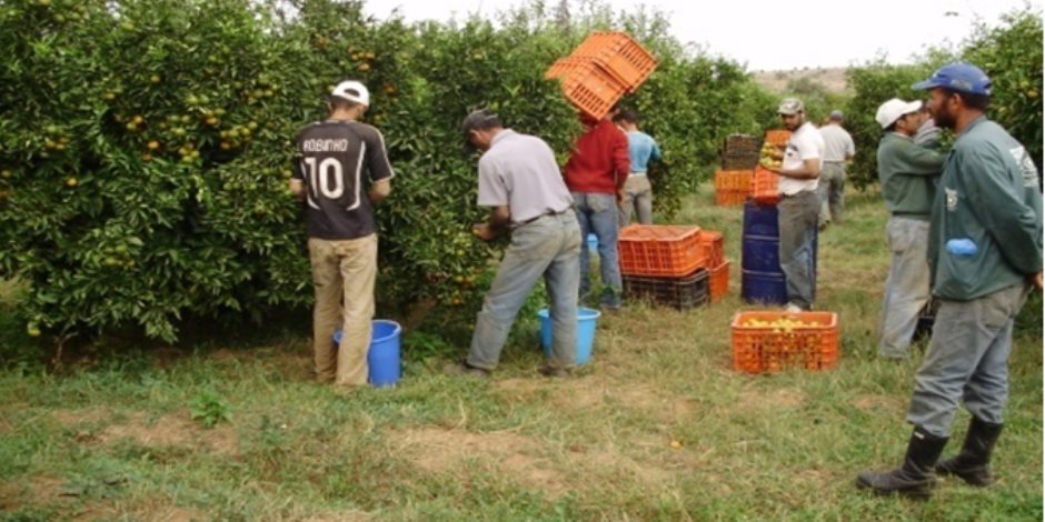 «العمال الزراعيون» عمال تراحيل يبحثون عن فرص عمل خارج أراضيهم