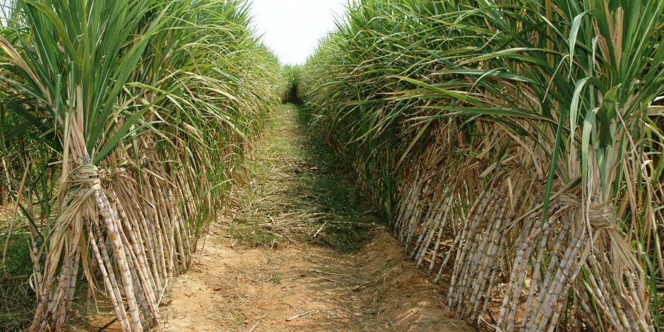 مساحة زراعته 325 ألف فدان.. كيف تخطط وزارة الزراعة لزيادة إنتاج قصب السكر؟