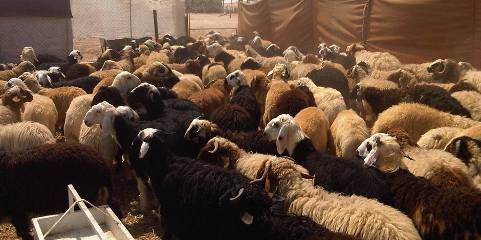 «التموين» تعلن إنشاء 26 شادرا لبيع الخراف الحية.. واستيراد 20 ألف رأس ماشية