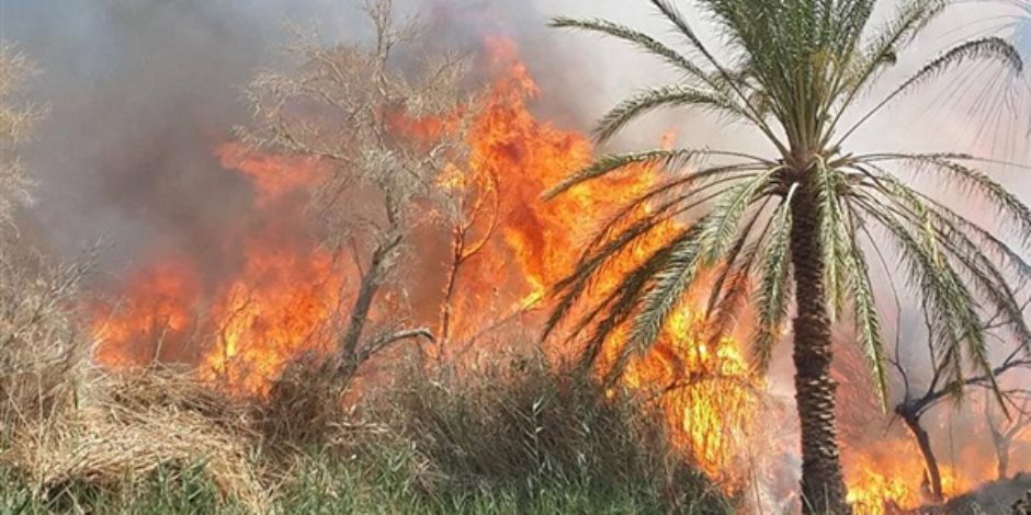 اندلاع حريق بمزرعة موالح في شرنوب بالبحيرة