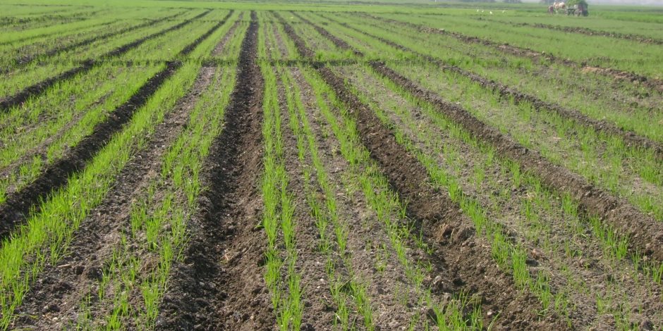 طوارئ بوزارتي الزراعة والتموين والبنك الزراعي استعدادا لاستلام محصول القمح