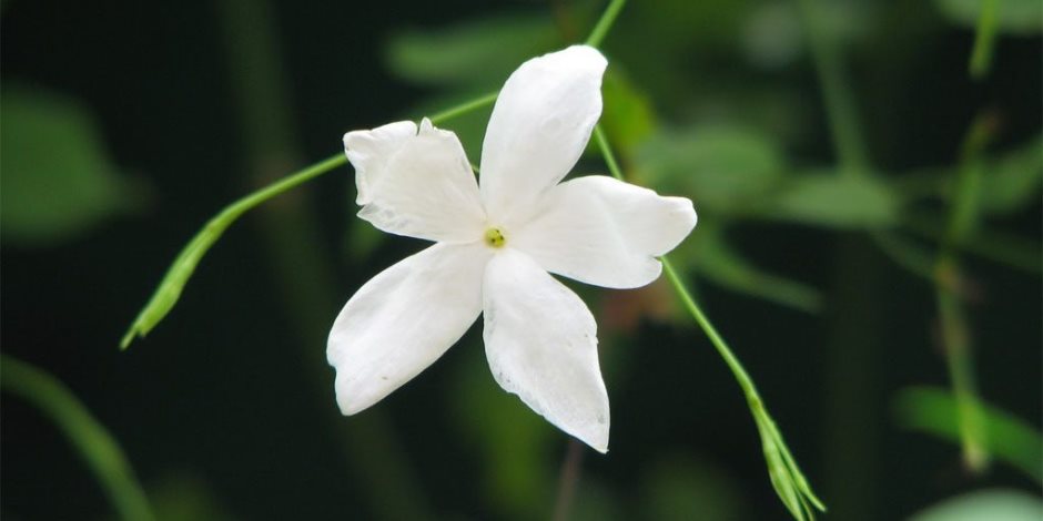 زهرة الياسمين البيضاء الصغيرة لها فوائد عديدة لحماية الجلد و تهدئة النفس 