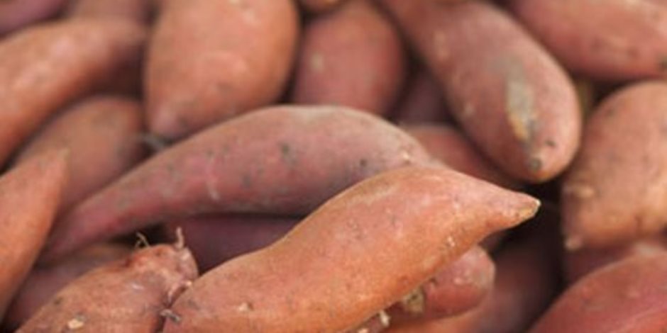 البطاطا مهمة لتنشيط الجهاز المناعى وتسهيل عملية الهضم