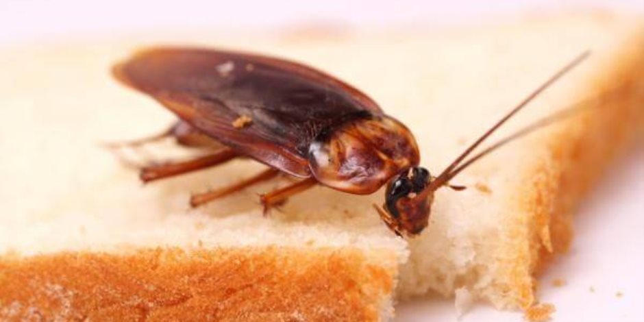 6 نصائح تبقي الصراصير بعيدة عن مطبخك