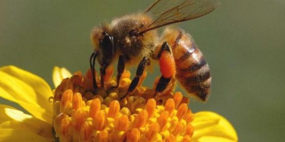 رب ضارة نافعة.. انتعاش تربية وإنتاج النحل في إيطاليا بسبب كورونا 