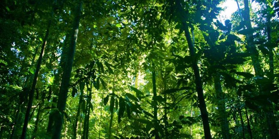 علماء يدعون إلى زراعة مزيد من الأشجار لمكافحة التغير المناخي