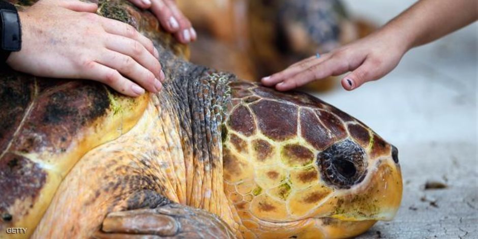السلاحف البحرية معرضة للانقراض لارتفاع التلوث بمادة البلاستيك 