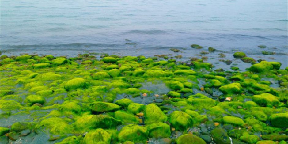 الطحالب الميكرو مصدر للطاقة المتجددة ومكمل غذائي غني بمادة "الأوميجا – 3"