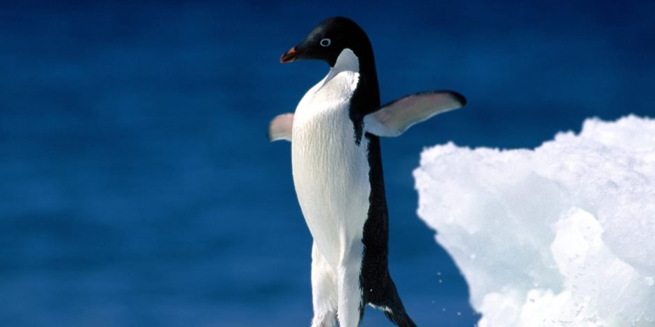 محمية جديدة لطائر البطريق الإفريقي في البرتغال