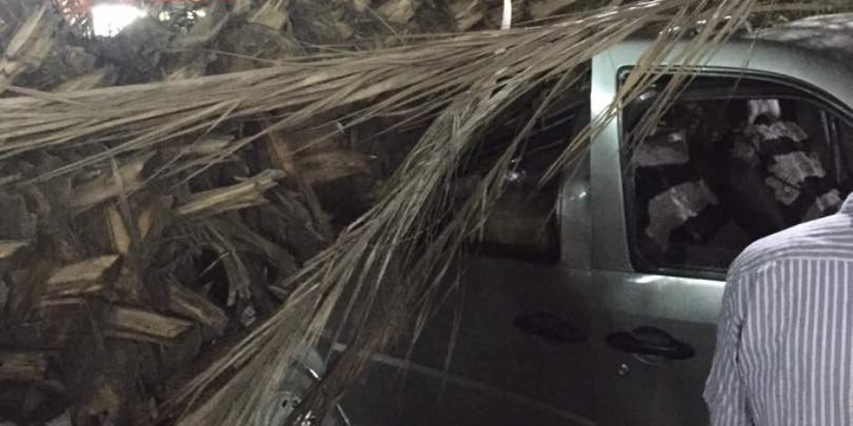 غرفة عمليات المرور.. سقوط شجرة بطريق الوايلي وراء الزحام المروري بشارع الجيش