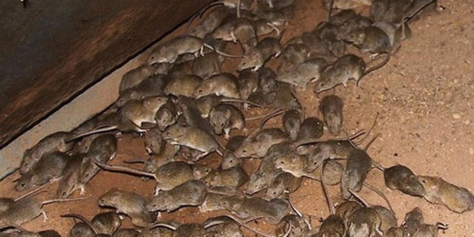 حملة لمكافحة انتشار الفئران في مديرية الزراعة بالإسماعيلية