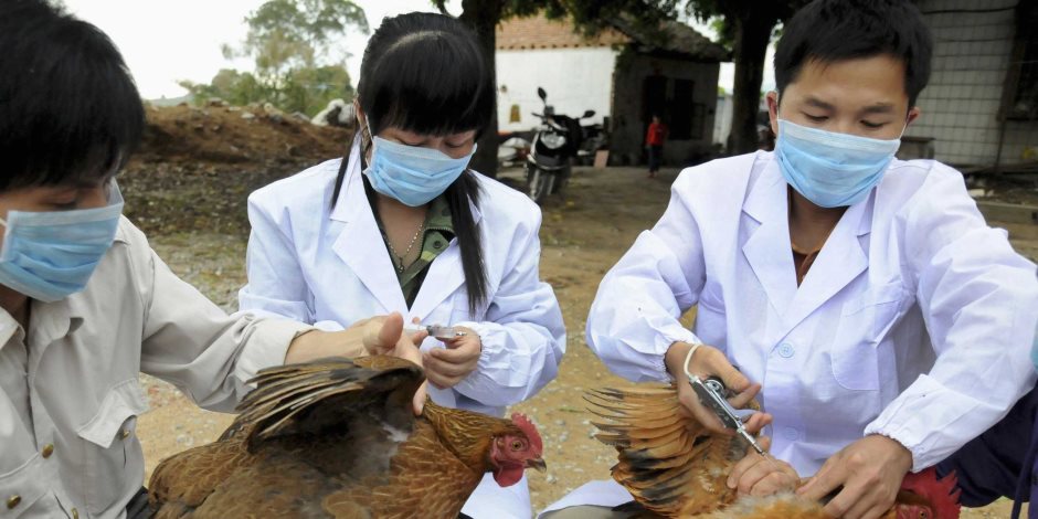 الصين : إعدام ‭66500‬ دجاجة بعد تفشى إنفلونزا الطيور
