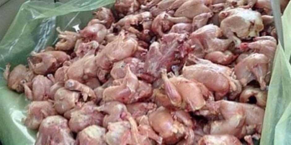 تموين الغربية يضبط 500 كيلو دجاج غير صالحة للاستهلاك الآدمي