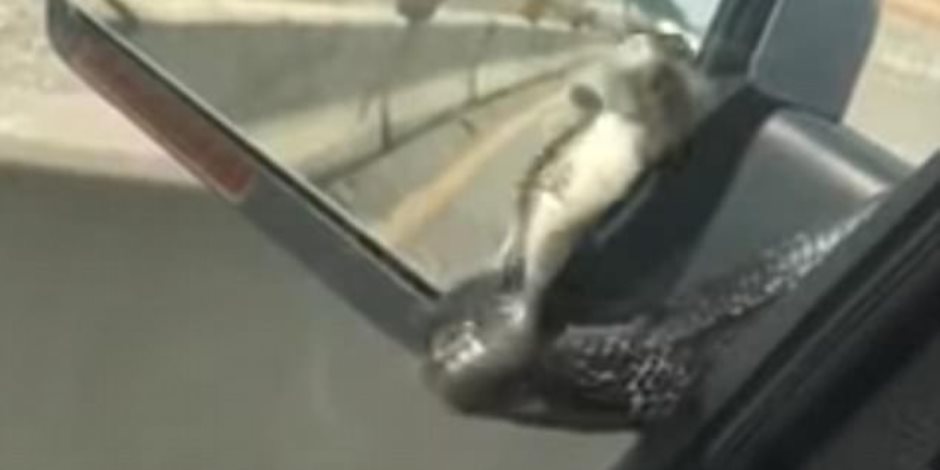 ثعبان يباغت سائق على الطريق السريع.. تعرف رد فعله (فيديو وصور)