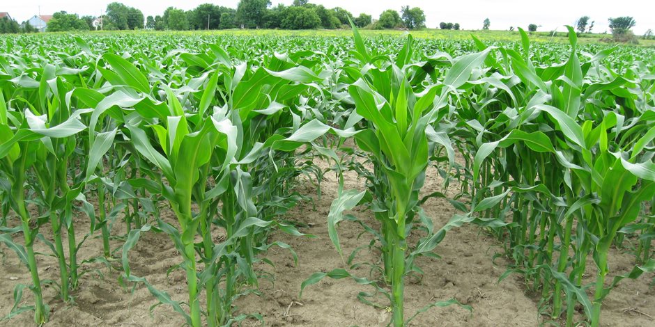 أبرز توصيات الإرشاد الزراعي لزراعة الذرة الشامية والقطن  .. تعرف عليها 