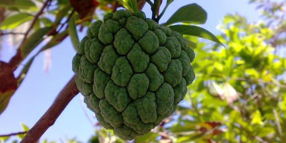 فاكهة «القشطة» الخضراء غنية بفيتاميني «ب» و«ج» 