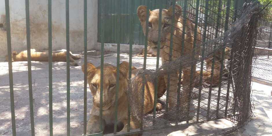 «بعد 20 عاما من الإهمال».. 7 ملايين جنيه لتطوير حديقة الحيوان بالإسكندرية (صور)