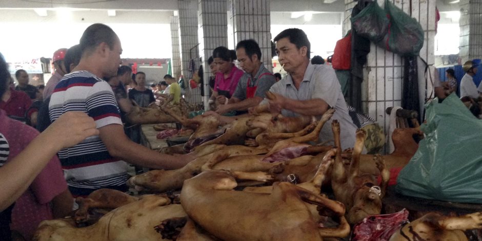 تفاصيل أزمة مهرجان «أكل الكلاب» في الصين 