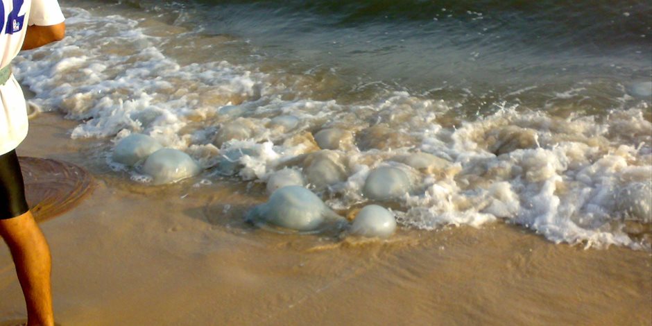 بعد انتشارها على الشواطىء تعرف على الإسعافات الأولية للسعة قنديل البحر