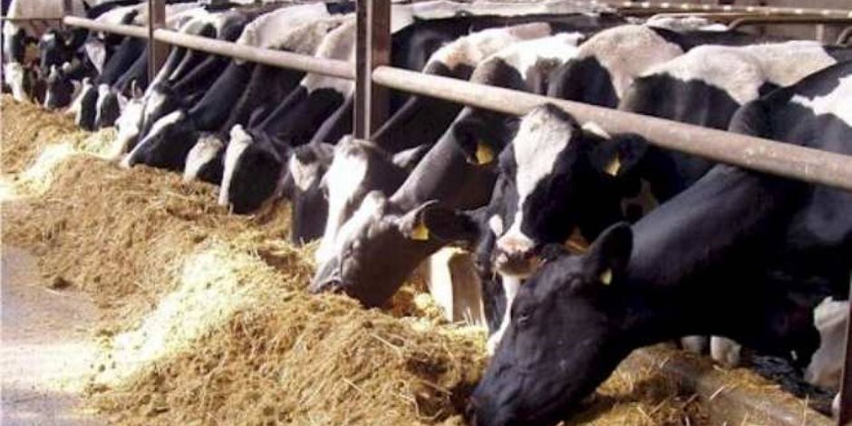 تحصين 9 آلاف رأس ماشية ضد مرض التسمم الدموي في كفر الشيخ 