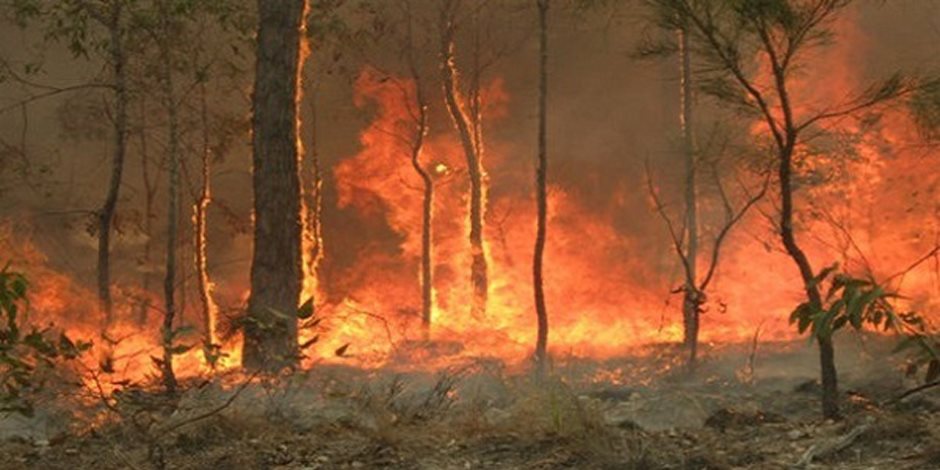 بعد اشتعال النيران.. رجال الإطفاء ينقذون زوار حديقة من حريق غابات في استراليا