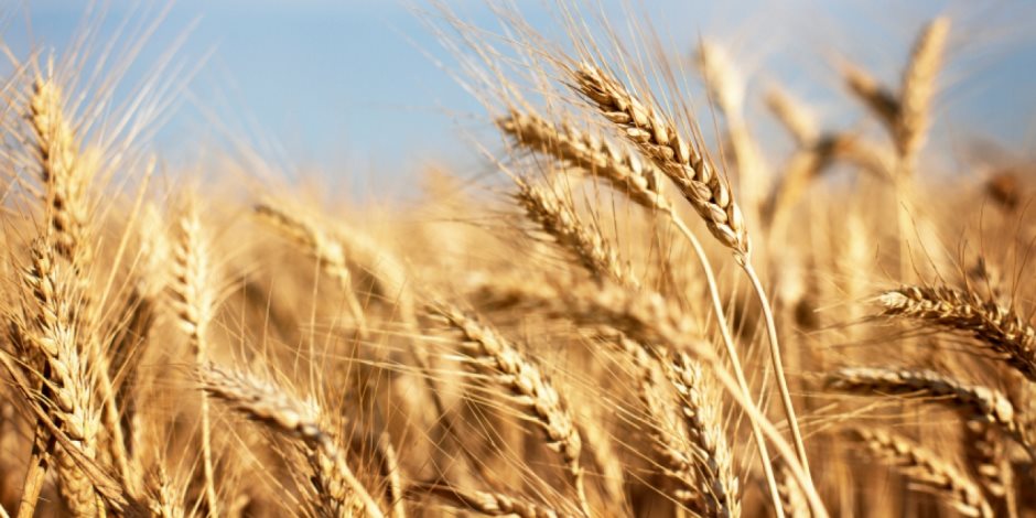 الحكومة تطعن على حكم وقف استيراد القمح المصاب بالإرجوت