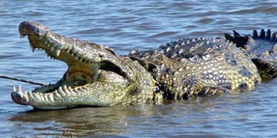 قطاع المحميات الطبيعية بأسوان يعيد تمساح نيلي إلى بحيرة ناصر