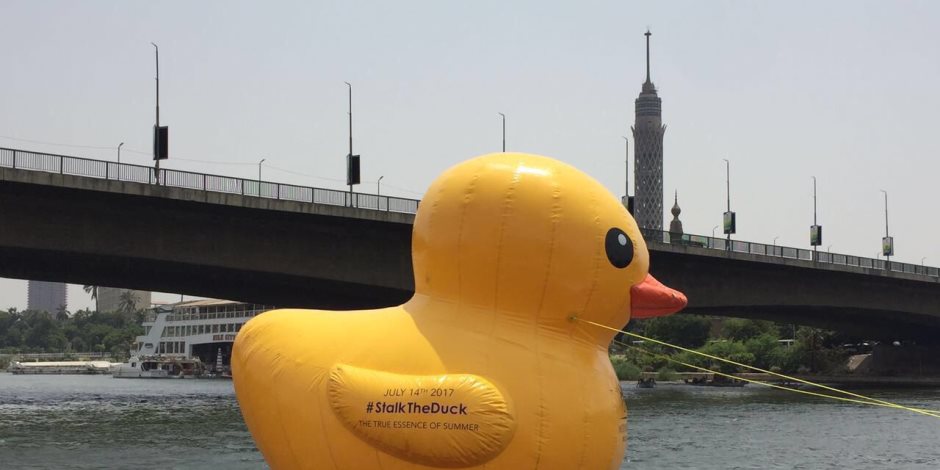 شاهد «بطة عملاقة» في نيل الزمالك