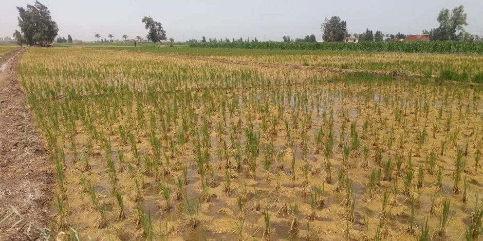 حرث خمسة أفدنة أرز مخالفة للدورة الزراعية في الدقهلية