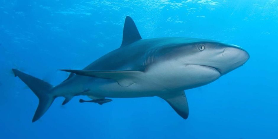 وزارة البيئة: هجوم القرش بالبحر الأحمر سببه ممارسات البشر الخاطئة