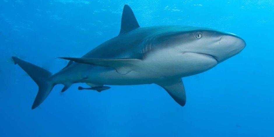 البيئة: مراقبة الشواطئ والقرى السياحية ووضع علامات لزيادة الآمان من القرش