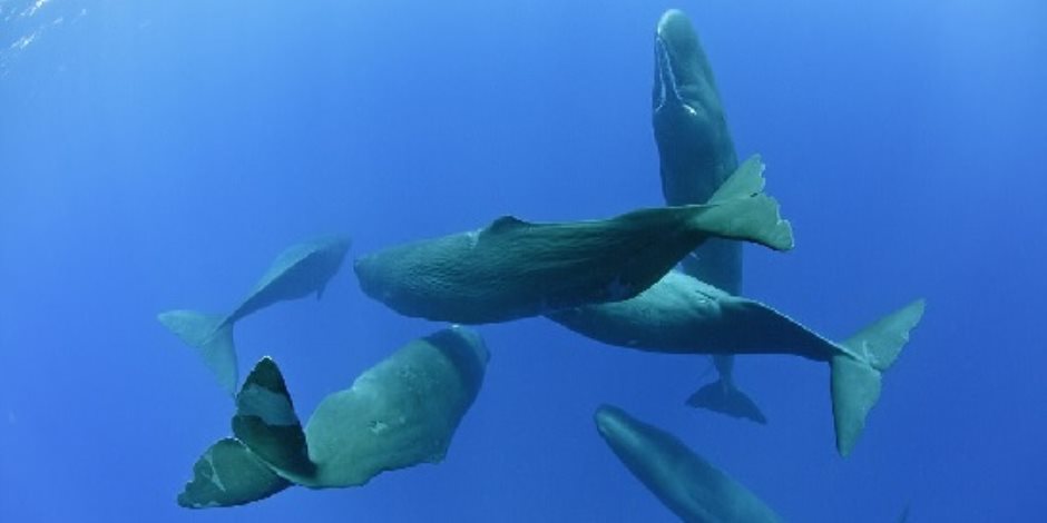 علماء اسكتلنديون: الحيتان تؤلف الأغاني لجذب الإناث