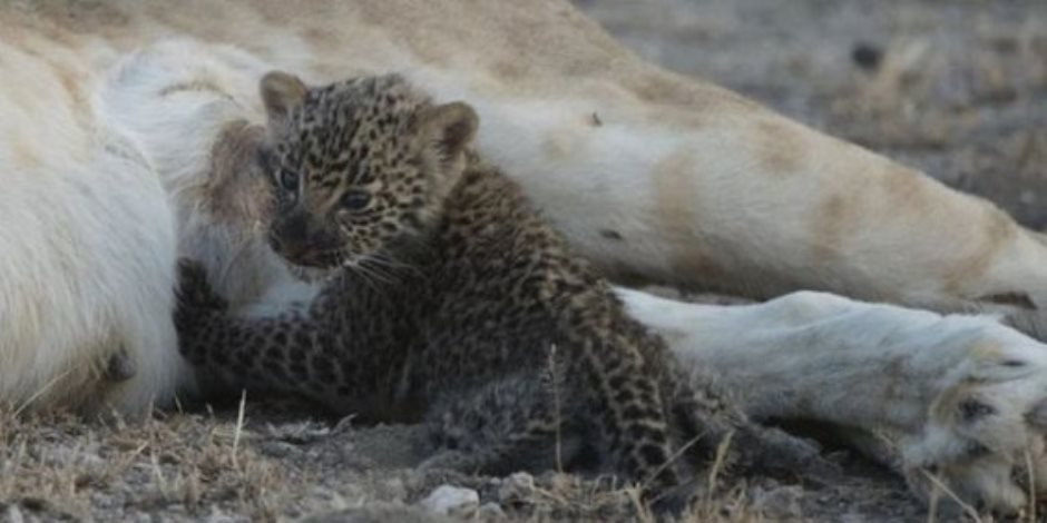 صور فريدة للبؤة ترضع نمراً صغيراً في تنزانيا