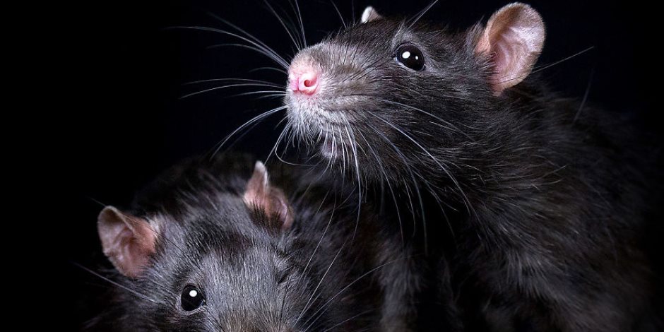 بتحس بعرق وخوف من الفأر.. اعرف سبب فوبيا الفئران وعلاجها