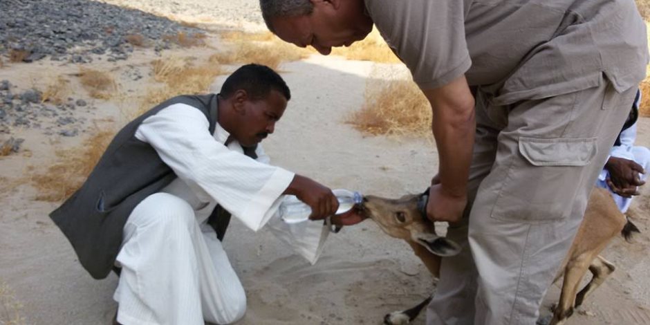 باحثين بوادي جمال ينقذون تياتل من العطش «بسقية» مياه معدنية (صور)