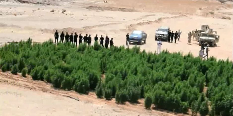 مكافحة المخدرات تدمر 13 فدان بانجو بجنوب سيناء (فيديو)