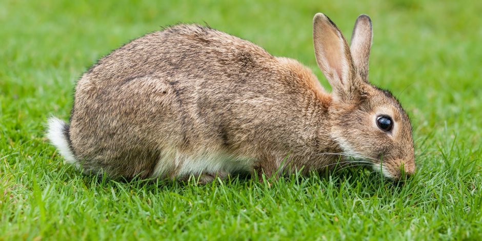 بطاريات الأرانب كنز مدفون.. خطة الدولة لقليص الفجوة في البروتين الحيواني