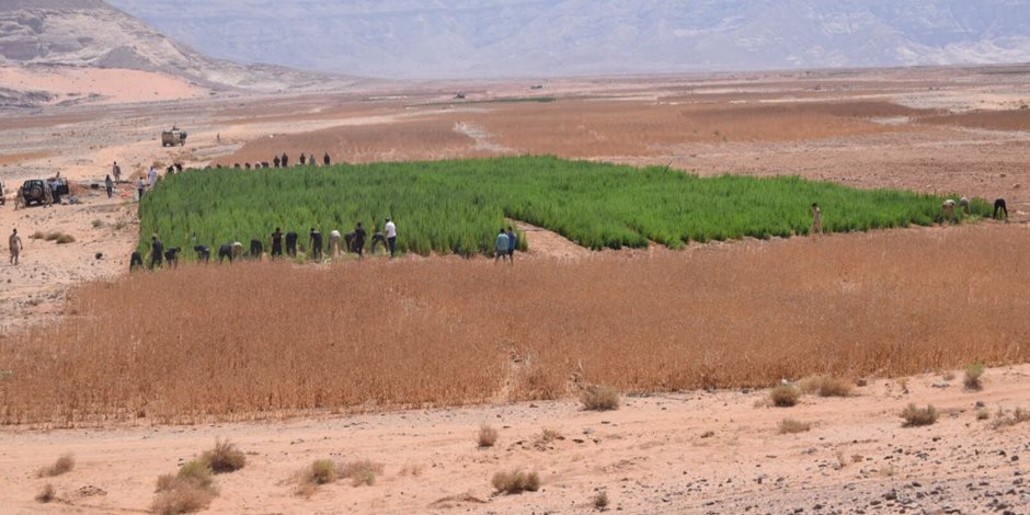 ضبط 5 مزارع بانجو وحشيش في جنوب سيناء