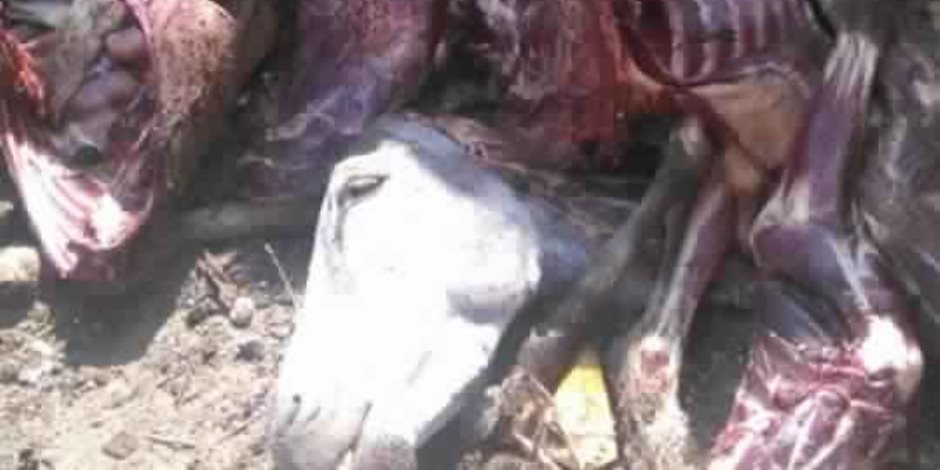 رئيس مدينة كرداسة يكشف تفاصيل العثور على «33 حمارا» مذبوحا بأحد المجازر