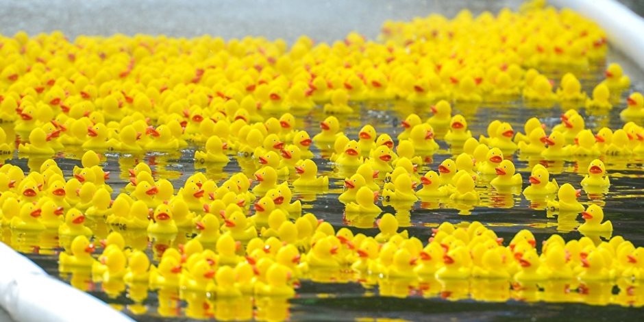 "سباق البط".. ٦٠ ألف بطة تسبح فى نهر شيكاغو ضمن حفلة خيرية 